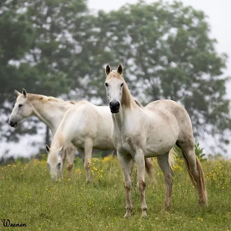 ゲストハウス La Maison Aux Pres デュルビュイ